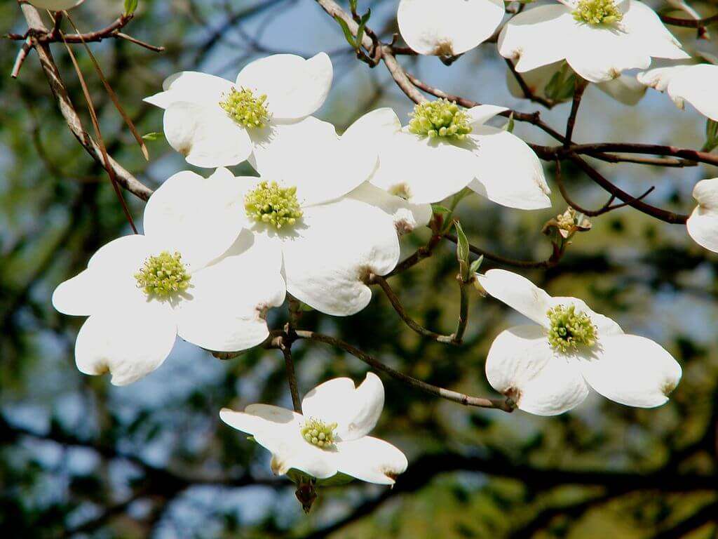 The Best Flowering Trees for Washington DC, Virginia & Maryland